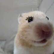 ヒメ日記 2026/01/17 23:33 投稿 体験なな ミセスコレクション