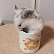 ヒメ日記 2026/01/18 02:29 投稿 体験なな ミセスコレクション