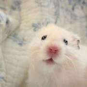 ヒメ日記 2026/01/20 21:53 投稿 体験なな ミセスコレクション