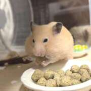 ヒメ日記 2026/01/22 12:17 投稿 体験なな ミセスコレクション