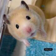 ヒメ日記 2026/01/24 08:03 投稿 体験なな ミセスコレクション