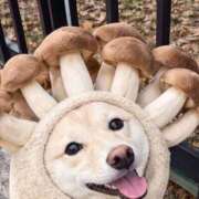 ヒメ日記 2026/01/27 12:06 投稿 体験なな ミセスコレクション