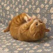 ヒメ日記 2026/01/29 00:53 投稿 体験なな ミセスコレクション