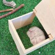 ヒメ日記 2026/01/31 08:03 投稿 体験なな ミセスコレクション