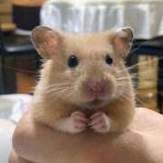 ヒメ日記 2026/02/02 19:43 投稿 体験なな ミセスコレクション