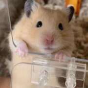 ヒメ日記 2026/02/03 01:03 投稿 体験なな ミセスコレクション