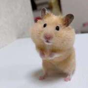 ヒメ日記 2026/02/03 01:13 投稿 体験なな ミセスコレクション