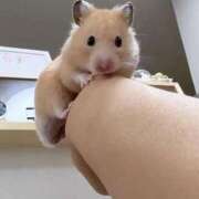 ヒメ日記 2026/02/03 01:33 投稿 体験なな ミセスコレクション