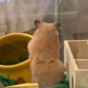 ヒメ日記 2026/02/03 12:16 投稿 体験なな ミセスコレクション