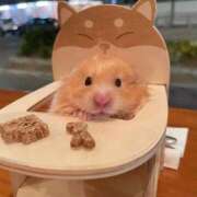 ヒメ日記 2026/02/05 12:20 投稿 体験なな ミセスコレクション