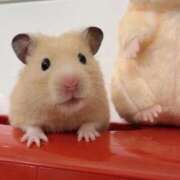 ヒメ日記 2026/02/06 20:13 投稿 体験なな ミセスコレクション