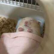 ヒメ日記 2026/02/07 01:53 投稿 体験なな ミセスコレクション