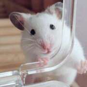 ヒメ日記 2026/02/08 01:13 投稿 体験なな ミセスコレクション