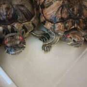 ヒメ日記 2026/02/09 23:53 投稿 体験なな ミセスコレクション