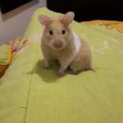 ヒメ日記 2026/02/11 08:03 投稿 体験なな ミセスコレクション