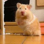 ヒメ日記 2026/02/11 21:43 投稿 体験なな ミセスコレクション