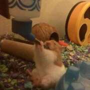 ヒメ日記 2026/02/11 21:53 投稿 体験なな ミセスコレクション