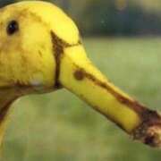 ヒメ日記 2026/02/17 12:16 投稿 体験なな ミセスコレクション