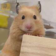 ヒメ日記 2026/02/22 08:13 投稿 体験なな ミセスコレクション