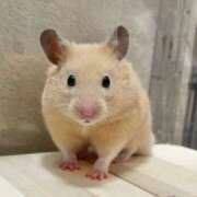 ヒメ日記 2026/03/02 08:13 投稿 体験なな ミセスコレクション