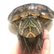 ヒメ日記 2026/03/19 02:03 投稿 体験なな ミセスコレクション