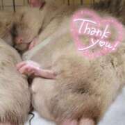 ヒメ日記 2026/04/03 01:33 投稿 体験なな ミセスコレクション