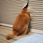 ヒメ日記 2026/04/09 08:11 投稿 体験なな ミセスコレクション