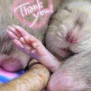 ヒメ日記 2026/04/11 02:13 投稿 体験なな ミセスコレクション