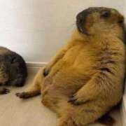 ヒメ日記 2026/04/11 12:07 投稿 体験なな ミセスコレクション