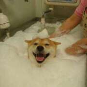 ヒメ日記 2026/04/13 12:17 投稿 体験なな ミセスコレクション