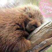 ヒメ日記 2026/04/14 02:53 投稿 体験なな ミセスコレクション