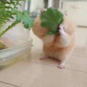 ヒメ日記 2026/04/21 12:23 投稿 体験なな ミセスコレクション