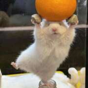 ヒメ日記 2026/04/23 12:06 投稿 体験なな ミセスコレクション