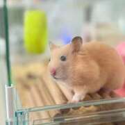 ヒメ日記 2026/07/17 08:13 投稿 体験なな ミセスコレクション