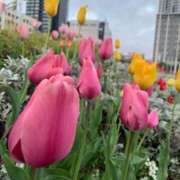 ヒメ日記 2025/04/21 06:30 投稿 ひみか 奥様特急新潟店