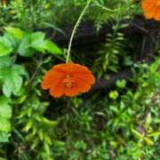 ういか 本日20時〜 町田人妻城