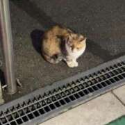 ヒメ日記 2025/01/02 03:58 投稿 まなと 京都BOOK MARK（ブックマーク）