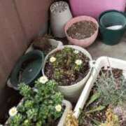 ヒメ日記 2025/03/12 10:06 投稿 かやの 熟女の風俗アウトレット大垣安八羽島店