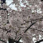 ヒメ日記 2026/04/01 23:31 投稿 みく 胡蝶蘭