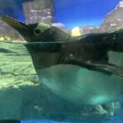 ヒメ日記 2024/12/08 09:26 投稿 あの さくらん