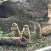 ヒメ日記 2024/12/14 16:08 投稿 あの さくらん