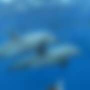 ヒメ日記 2025/07/05 18:52 投稿 あの さくらん