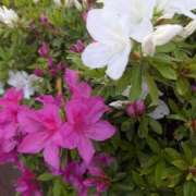 ヒメ日記 2025/05/20 17:15 投稿 瑞穂-みずほ【FG系列】 ほんとうの人妻 厚木店【FG系列】