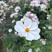 ヒメ日記 2025/11/13 22:38 投稿 加藤 BBW横浜店