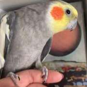 ヒメ日記 2025/12/24 17:20 投稿 ともよ おいらん遊郭