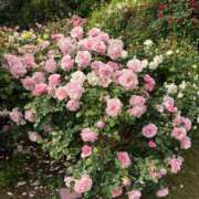 ヒメ日記 2025/05/17 15:01 投稿 シホ エピソード(品川)