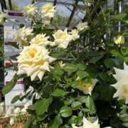 ヒメ日記 2025/06/22 12:16 投稿 シホ エピソード(品川)