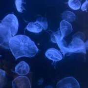 ヒメ日記 2025/09/01 15:31 投稿 シホ エピソード(品川)