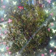 ヒメ日記 2024/12/17 11:08 投稿 はなぶさ 東京人妻セレブリティ（ユメオト）