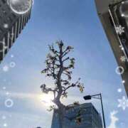 ヒメ日記 2024/12/20 10:56 投稿 はなぶさ 東京人妻セレブリティ（ユメオト）